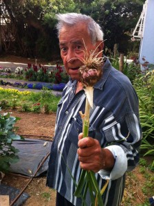 שום הוא נוגד דלקת מצוין  ומטפל במגוון זיהומים במערכת העיכול וכן במערכת הנשימה העליונה. צולם ע" חן אדדי בגינה הביתית.