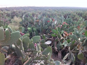 דלקת יכולה להווצר מקוץ של סברס, וגם מזיהום חיידקי, נגיפי או פטרייתי. צולם ע"י חן אדדי בחוות הצבר.