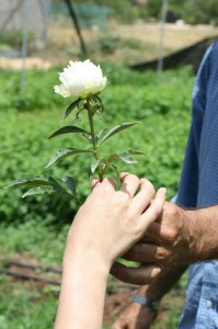 פאוניה או אדמונית (Paeonia lactiflora) משמשת לאיזון הורמונלי, היא נוגדת עווית ומטפלת גם במעי רגיז. צולם ע"י חן אדדי במושב ציפורי.