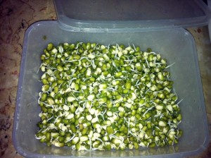 כשהמאש מונבט ומוכן, מכניסים לקופסא וחיש למקרר. צולם ע"י חן אדדי, במטבח הביתי.